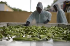 Udupi Raid Uncovers Illegal Chemical Banana-Ripening Network, 5,000 Kg Stock Seized