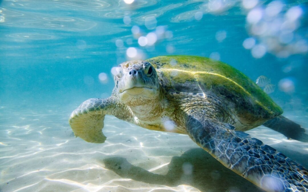 From Marlon Brando’s private island to a thriving wildlife sanctuary, Tetiaroa records 15,614 turtle hatchlings