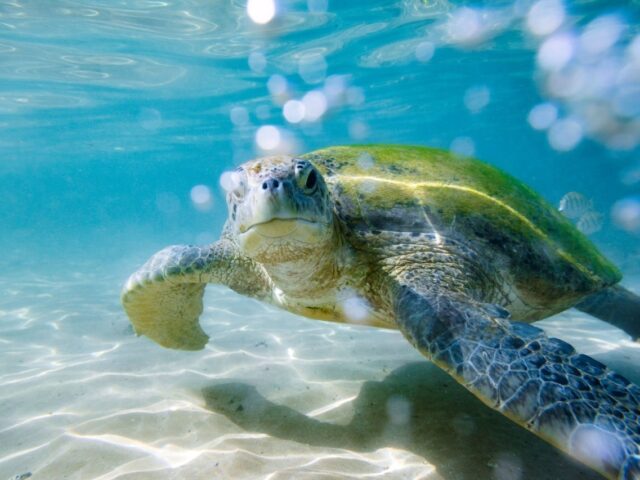 From Marlon Brando’s private island to a thriving wildlife sanctuary, Tetiaroa records 15,614 turtle hatchlings