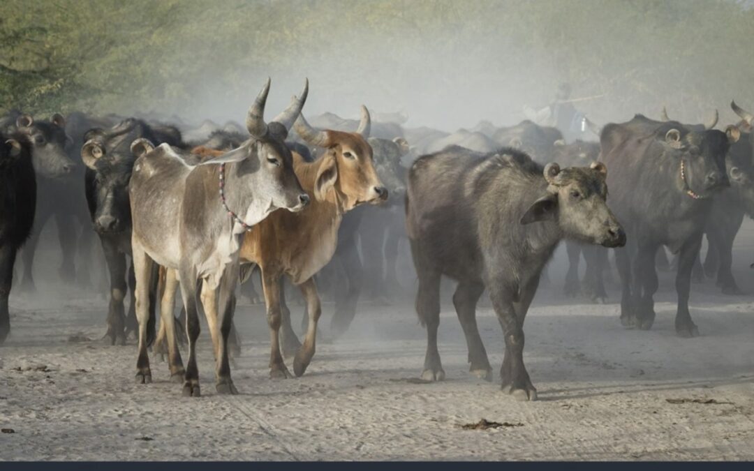 ICAR Registers 16 New Indigenous Animal Breeds, Taking Total to 262