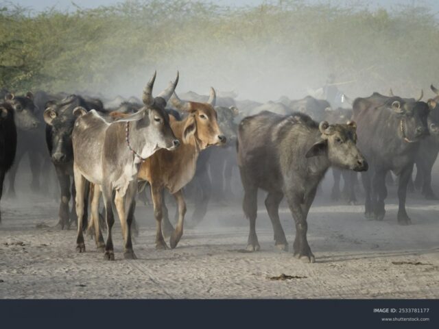 ICAR Registers 16 New Indigenous Animal Breeds, Taking Total to 262