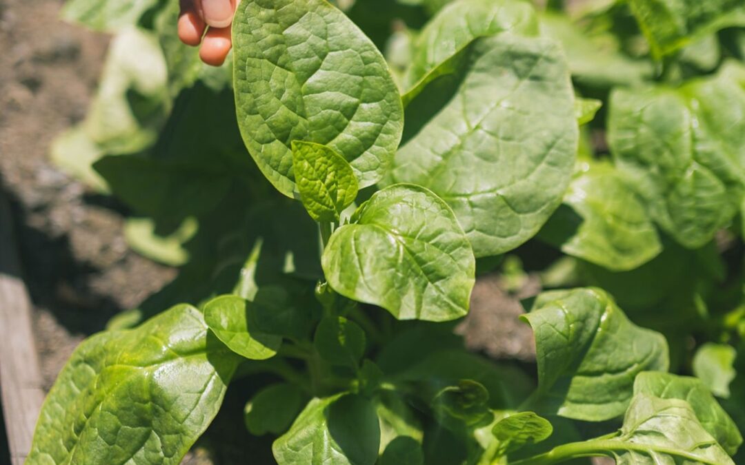 Belgian farmer hasn’t irrigated outdoor crops in 26 years — dig just 5 cm below the dry surface and the soil is still moist
