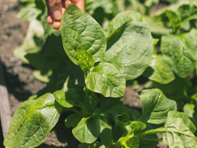 Belgian farmer hasn’t irrigated outdoor crops in 26 years — dig just 5 cm below the dry surface and the soil is still moist
