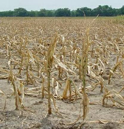“Show Me One Soybean, I’ll Give You a Quintal of Cashews”: Marathwada Farmer’s Viral Challenge to Govt
