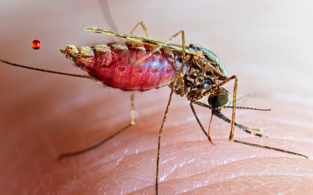 Deadlier Malaria Strain Surges 535% in Mumbai Over a Decade, as per BMC Data