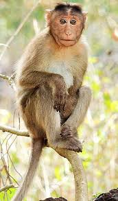 Monkey Carrying Covid, Hepatitis C Escapes After Truck Crash in Mississippi; University Disputes Infection Claims