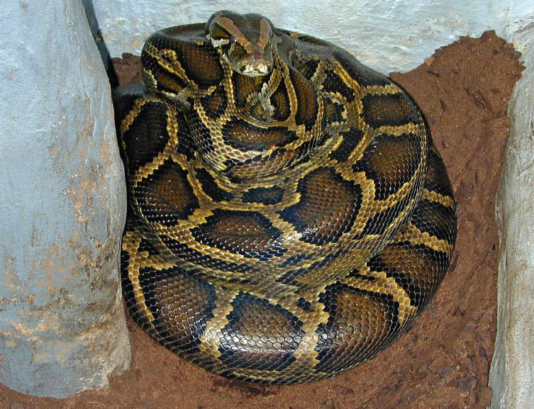 Florida Deploys Robot Rabbits to Combat Invasive Burmese Pythons in the Everglades