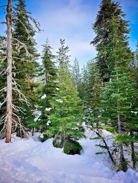 In 2021, scientists threw 1500 Christmas trees into a lake; three years later, it completely transformed the ecosystem.