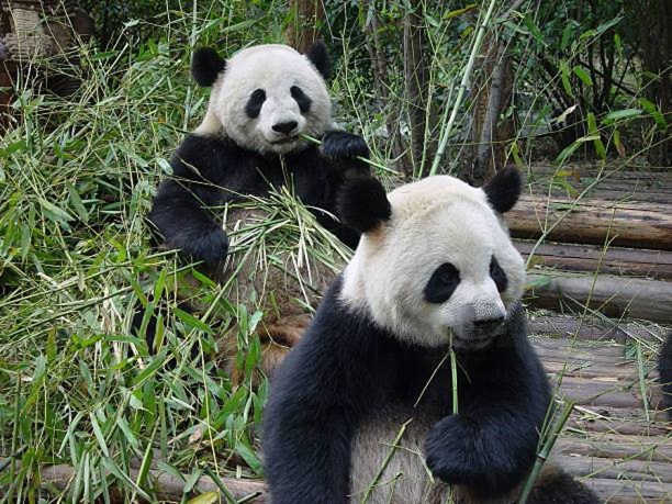 Furry, cuddly, and black and white: How China turned pandas into diplomatic envoys.