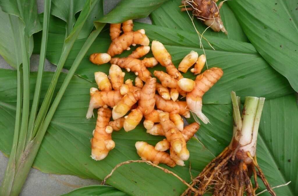 Her father wanted her to see farming differently. Now his MSC daughter is helping turn their turmeric farm into a family business
