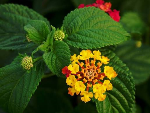 How an ornamental garden shrub became a forest invader: lantana now spans over 13 million hectares in India