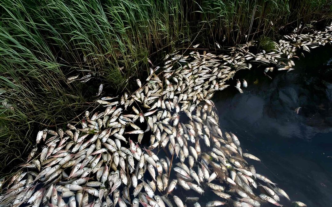 Mass Fish Deaths in Yamuna Near Delhi’s Burari Raise Pollution Concerns